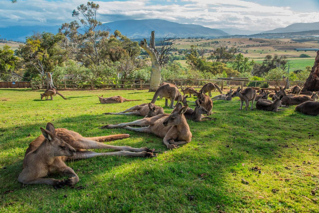 3 Day Tasmanian Highlights Tour ' Hobart, Port Arthur And Bruny Island - We Wander