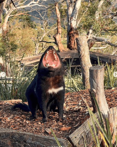 3 Day Tasmanian Highlights Tour ' Hobart, Port Arthur And Bruny Island - We Wander