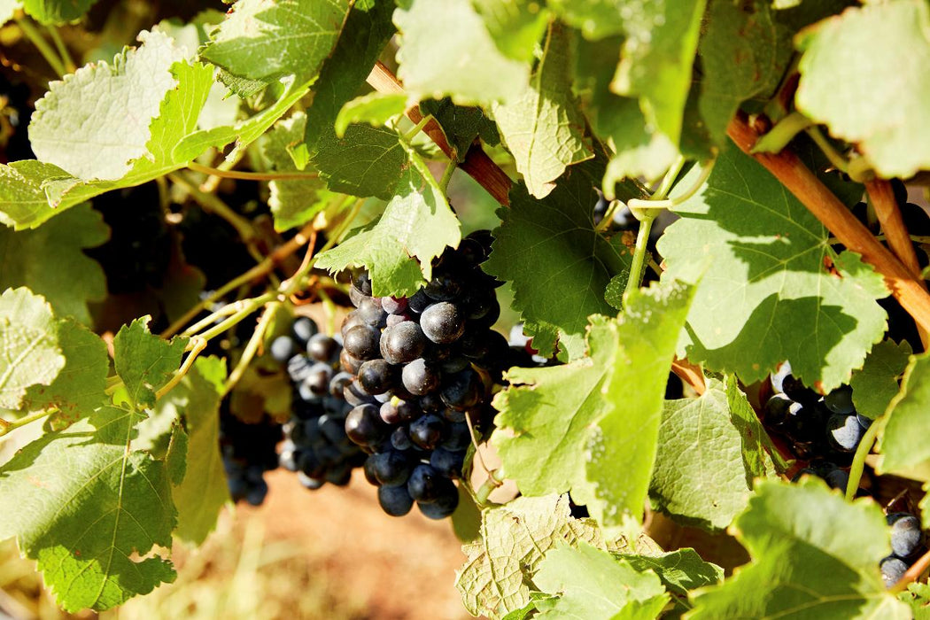 Autopia Tours: Hunter Valley Scenic Wine Tour With Lunch