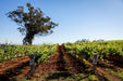 Autopia Tours: Hunter Valley Scenic Wine Tour With Lunch