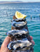 Coffin Bay Oysters, Ocean And Nature Tour - Full Day - We Wander