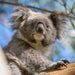 Wildlife Tours Australia: Hunter Valley Winery Tour - Sydney - We Wander