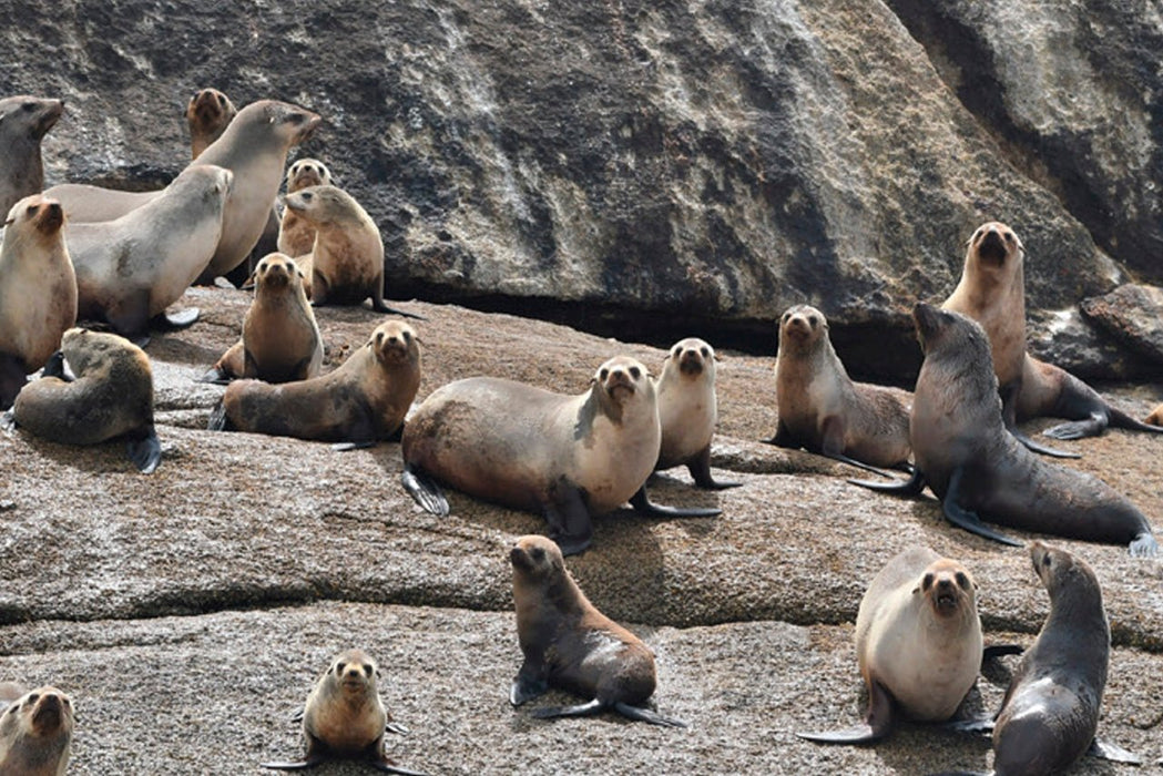 Wineglass Bay Cruises - Vista Lounge With Ploughmans Lunch - We Wander